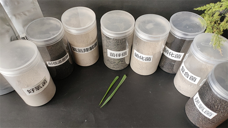 �������DƬ